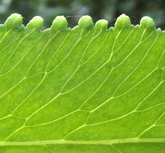 LYGODIUM VENUSTUM, immature marginal spikes and venation