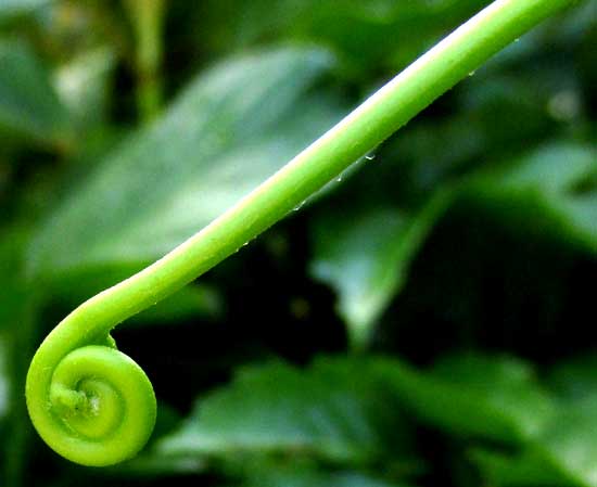 LYGODIUM VENUSTUM, fiddlehead