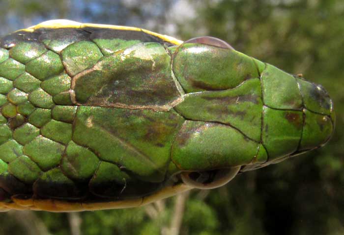 Bronze-backed Parrot Snake, LEPTOPHIS MEXICANUS, head top view