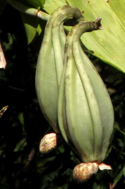  Catasetum integerrimum, pod basal appendages