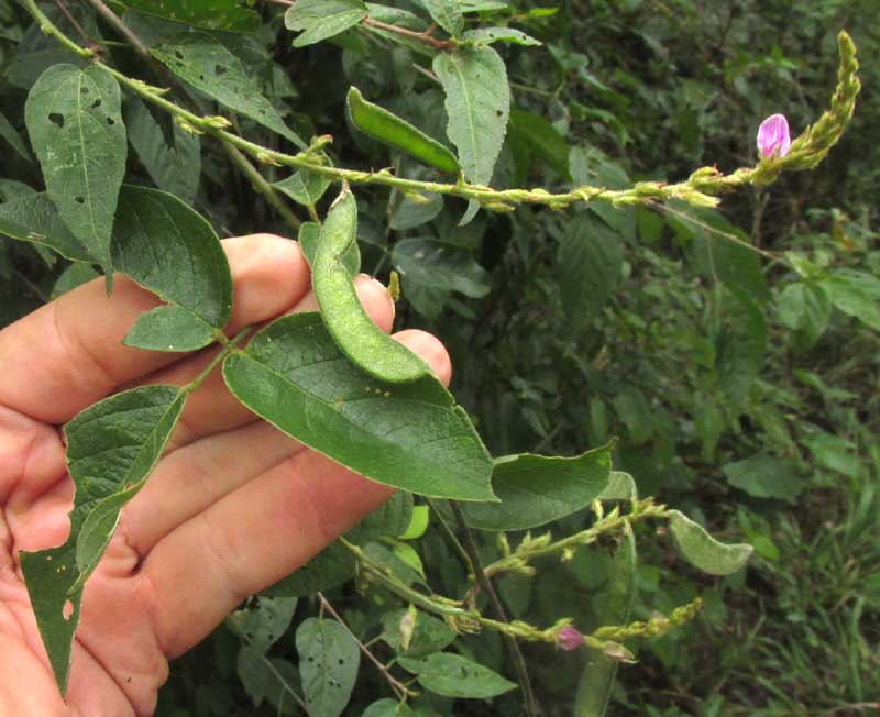 Milkpea, GALACTIA STRIATA