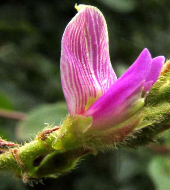 Milkpea, GALACTIA STRIATA, flower