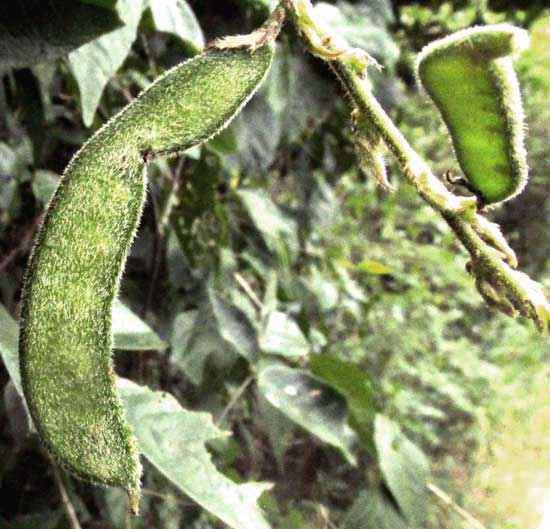 Milkpea, GALACTIA STRIATA, legume