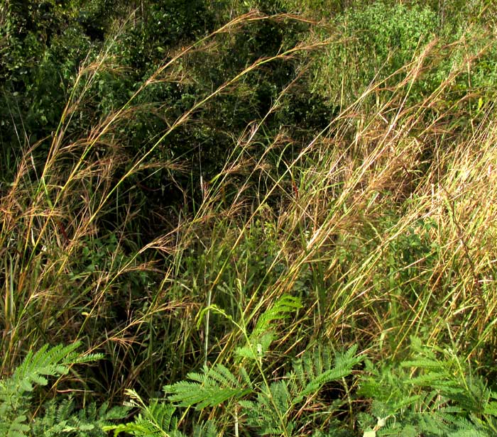 ANDROPOGON FASTIGIATUS