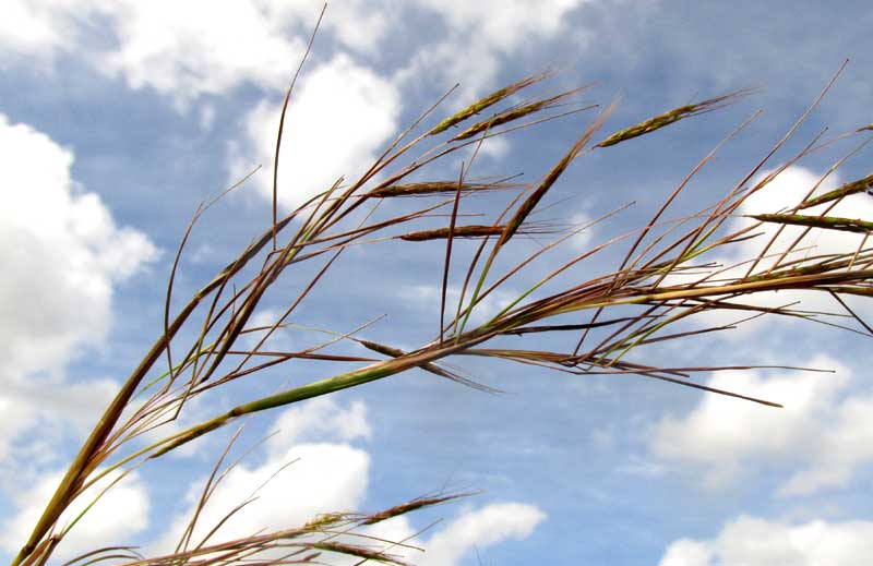 ANDROPOGON FASTIGIATUS, flowering top of plant