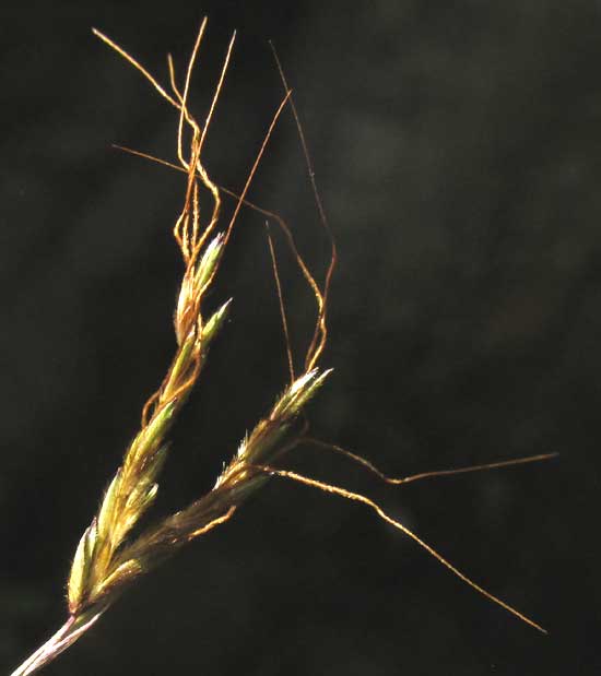 ANDROPOGON FASTIGIATUS, paracladia subzones