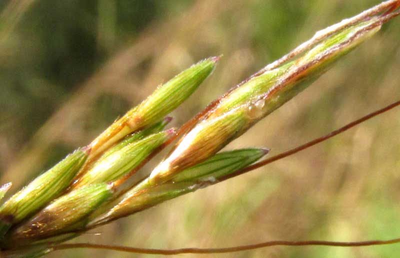 ANDROPOGON FASTIGIATUS, spikelets