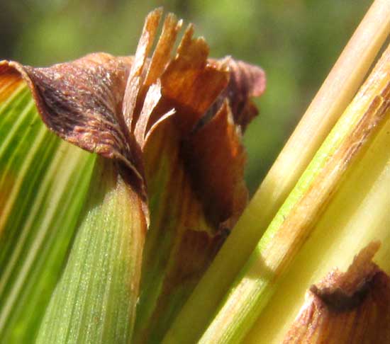 ANDROPOGON FASTIGIATUS, ligule