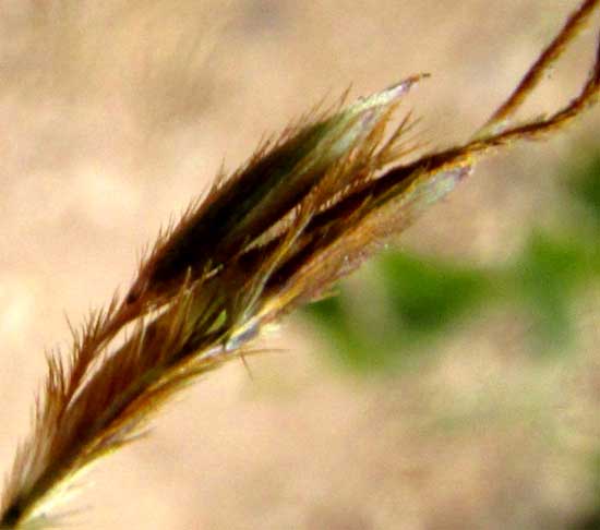 ANDROPOGON FASTIGIATUS, stalked & sessile spikelets