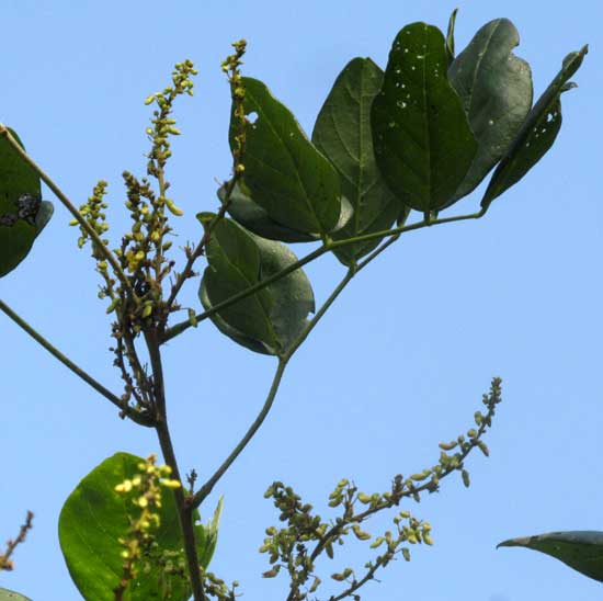 Nissolia fruticosa var. fruticosa, racemes & leaves