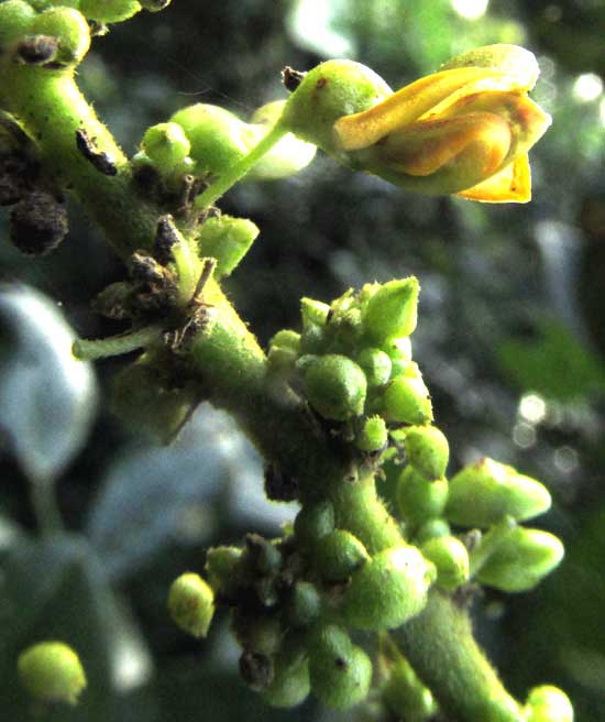 Nissolia fruticosa var. fruticosa, flower