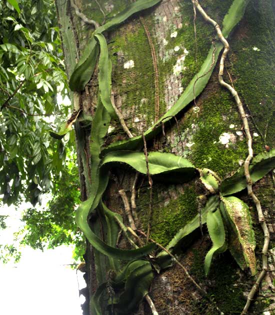 SELENICEREUS TESTUDO on tree trunk