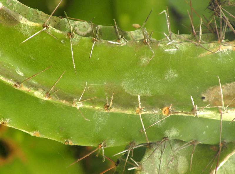 SELENICEREUS TESTUDO, stem section close-up