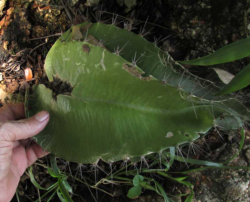 SELENICEREUS TESTUDO expanded stem section