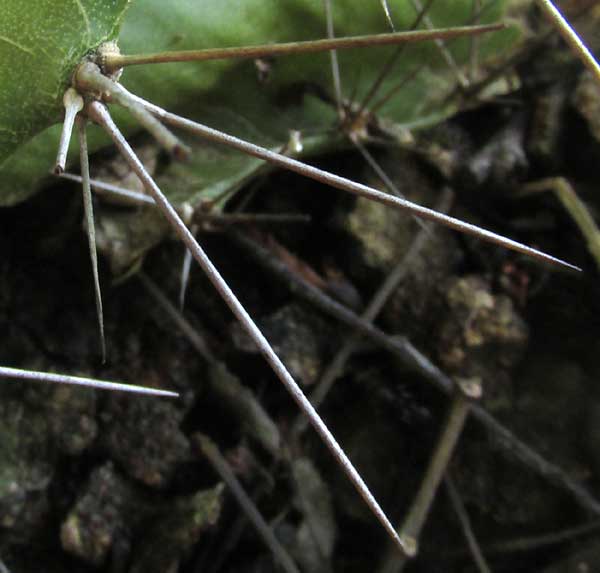 SELENICEREUS TESTUDO, spine cluster