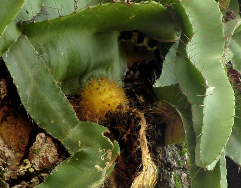 SELENICEREUS TESTUDO, mature fruit