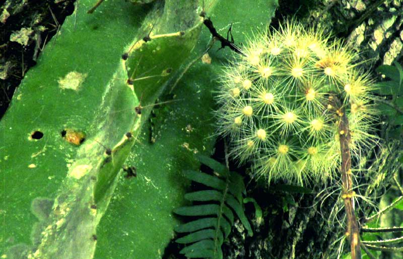 SELENICEREUS TESTUDO, immature fruit