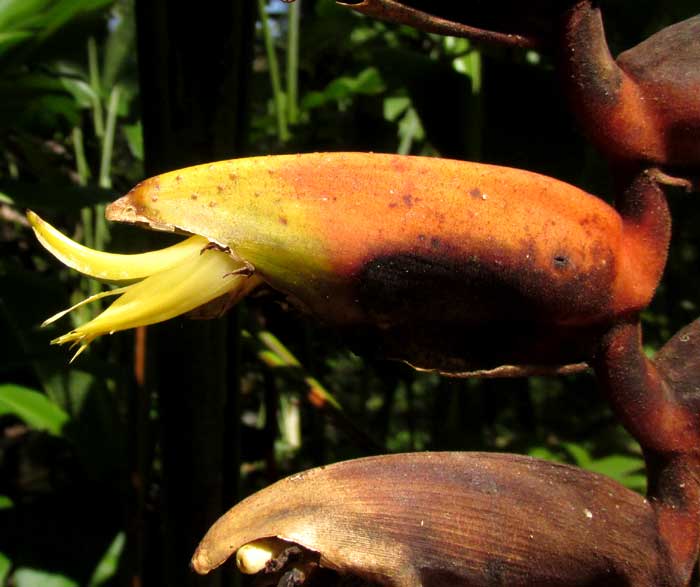 Lobster Claw, HELICONIA ROSTRATA, flower emerging from bract