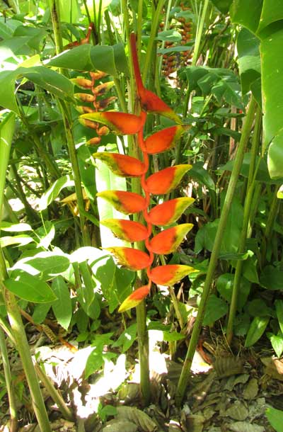 Lobster Claw, HELICONIA ROSTRATA, flowering stalk