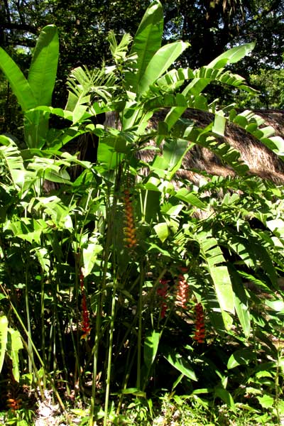 Lobster Claw, HELICONIA ROSTRATA