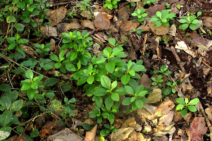 TALINUM PANICULATUM, young plants to be used medicinally, for toothache