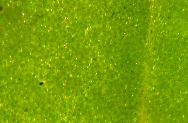 TALINUM PANICULATUM leaf with pelucid dots