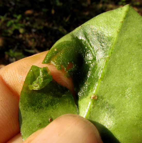 TALINUM PANICULATUM, bruised leaf used medicinally, for toothache