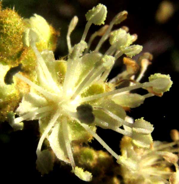 CROTON CHICHENENSIS, male flower