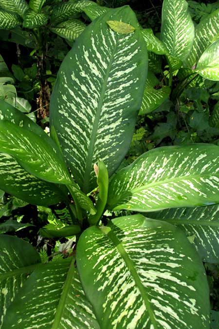 DIEFFENBACHIA AMOENA