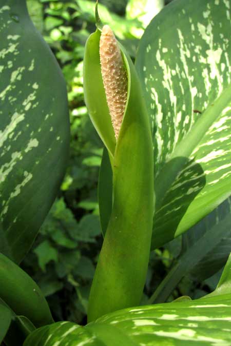 DIEFFENBACHIA AMOENA, spathe & spadix