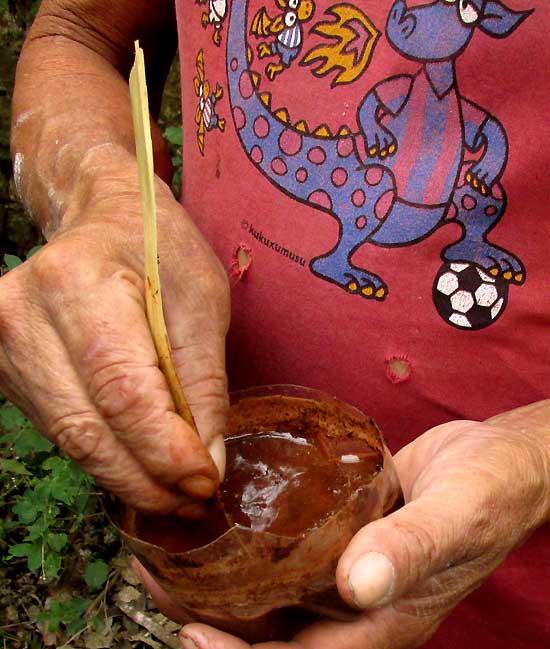 mixing mud from leafcutter ant mount