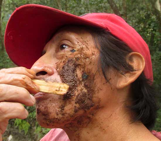 applying mud from leafcutter ant mound, for toothache