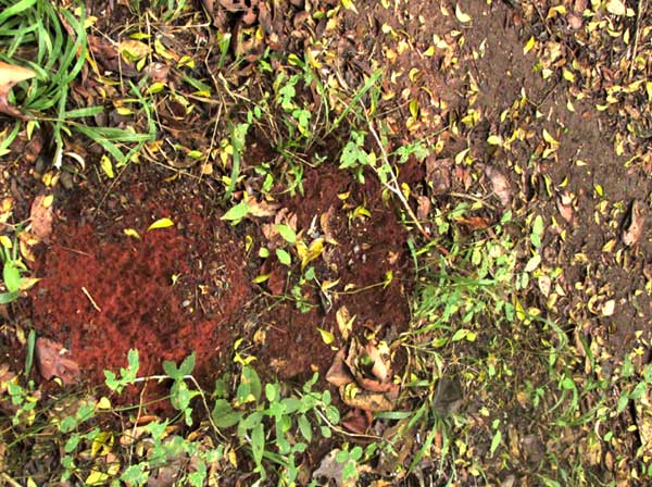 leafcutter ant mound