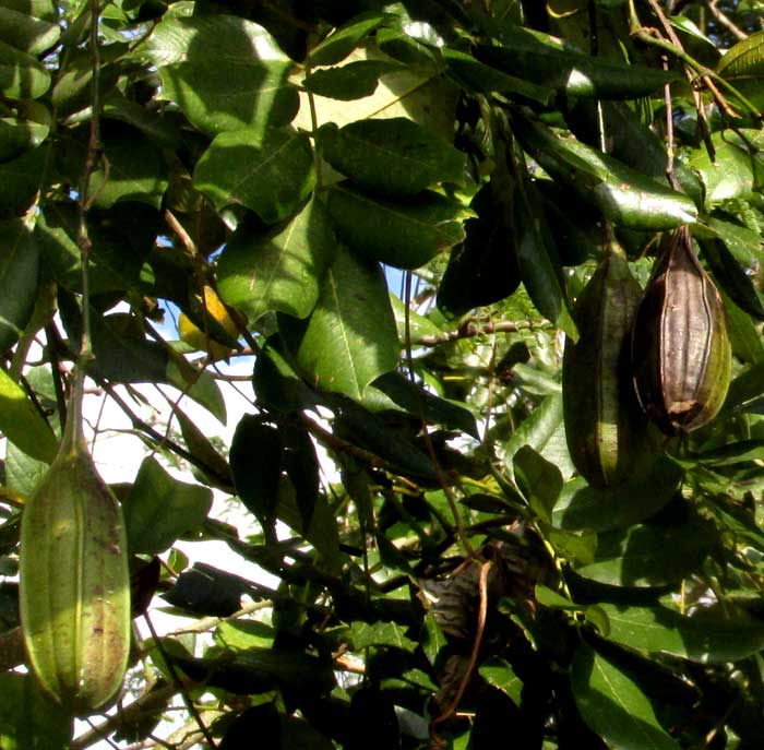 ARISTOLOCHIA MAXIMA, immature fruits