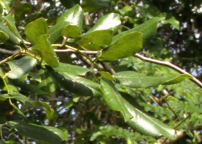 ARISTOLOCHIA MAXIMA, leaf