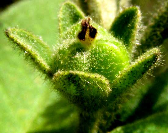 Low Croton, CROTON HUMILIS, female flower