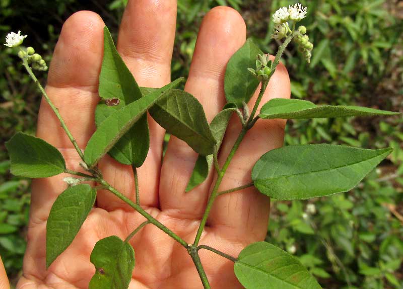 Low Croton, CROTON HUMILIS