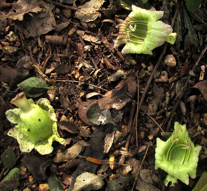 Cow Okra, PARMENTIERA ACULEATA, fallen flowers