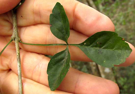 Cow Okra, PARMENTIERA ACULEATA, leaf