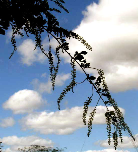 PAULLINIA FUSCESCENS, flowering racemes