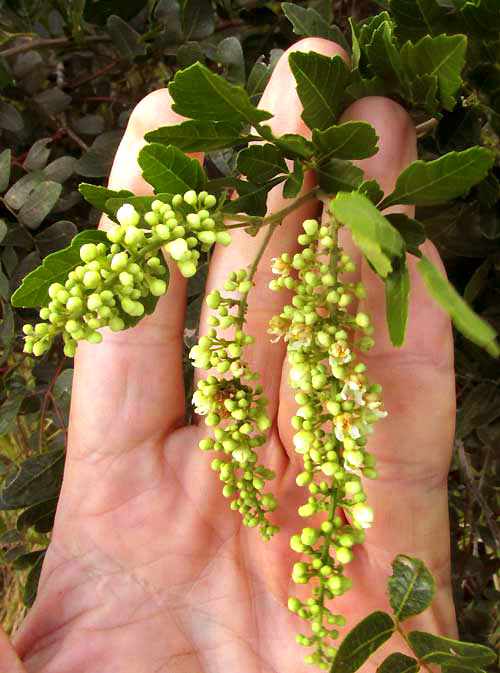 PAULLINIA FUSCESCENS, flower clusters