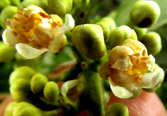 PAULLINIA FUSCESCENS, flowers