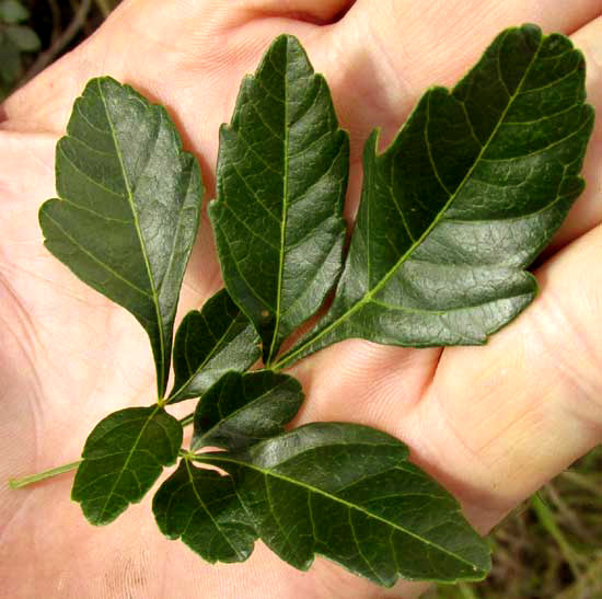 PAULLINIA FUSCESCENS, leaf