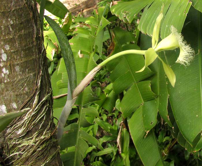 RHYNCHOLAELIA (BRASSAVOLA) DIGBYANA