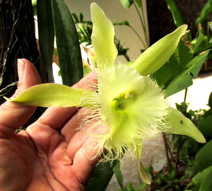 RHYNCHOLAELIA (BRASSAVOLA) DIGBYANA, flower front view