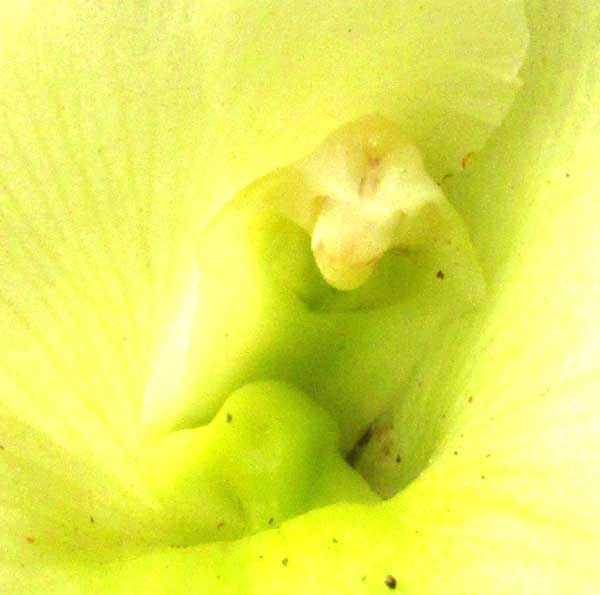 RHYNCHOLAELIA (BRASSAVOLA) DIGBYANA, column atop entry hole