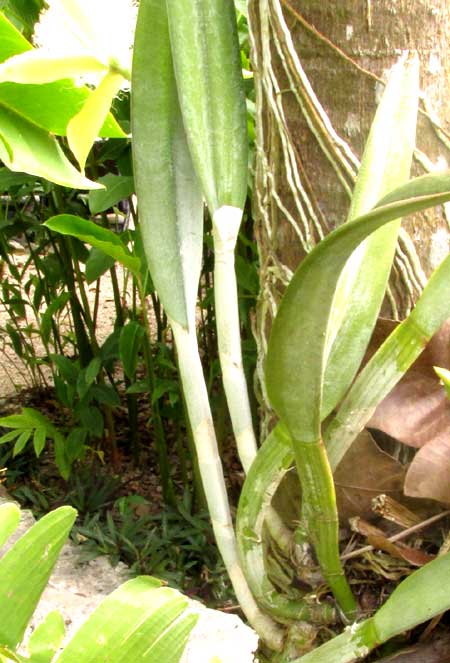 RHYNCHOLAELIA (BRASSAVOLA) DIGBYANA, pseudobulbs