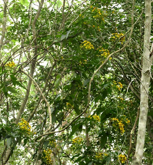 BIDENS SQUARROSA