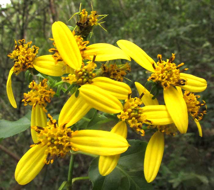 BIDENS SQUARROSA, flowering heads