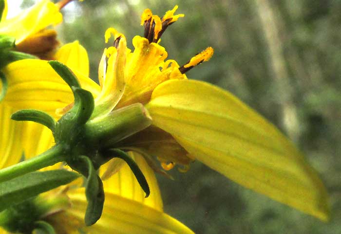 BIDENS SQUARROSA, involucral bracts